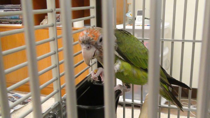 Parrot Eating in Travel Cage