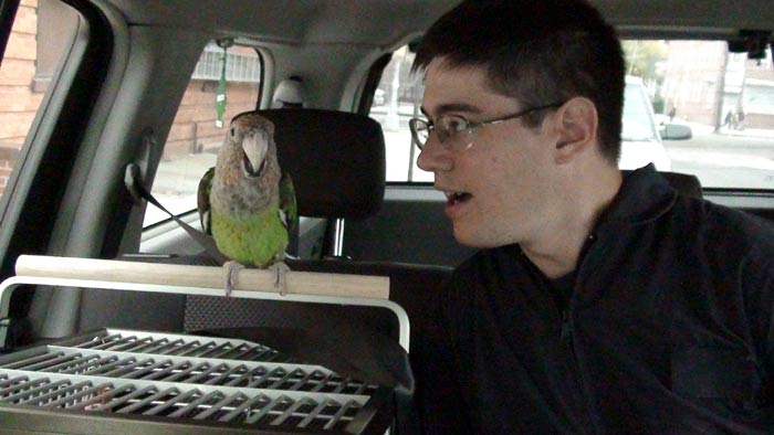 Parrot on Travel Cage