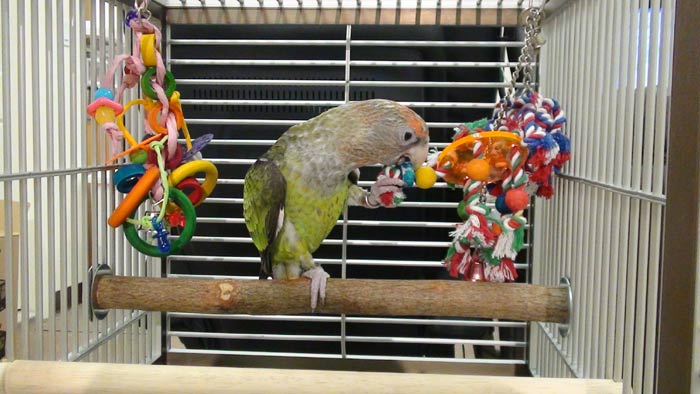 Parrot Playing