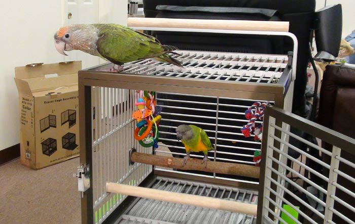 Parrot carrier cheap cage