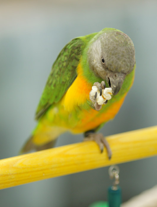 Parrot eating popcorn