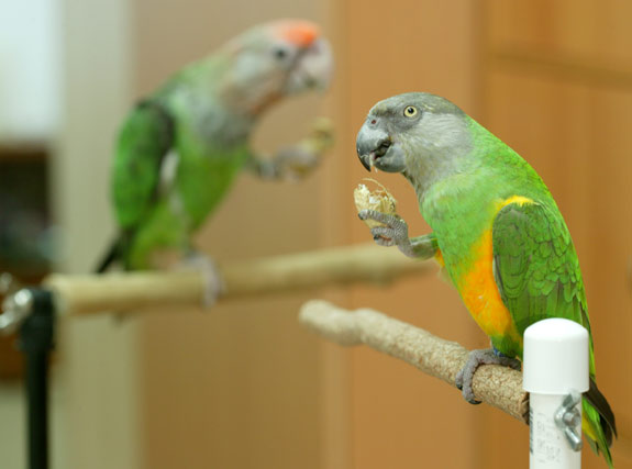 green cheek conure treats for training