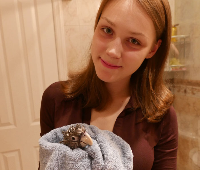 Parrot in Towel