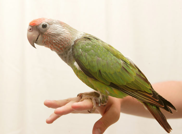 belby parrot