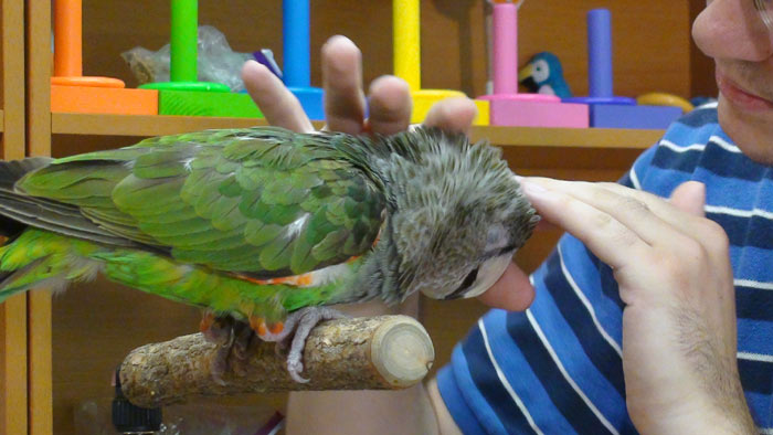 parrots for adoption