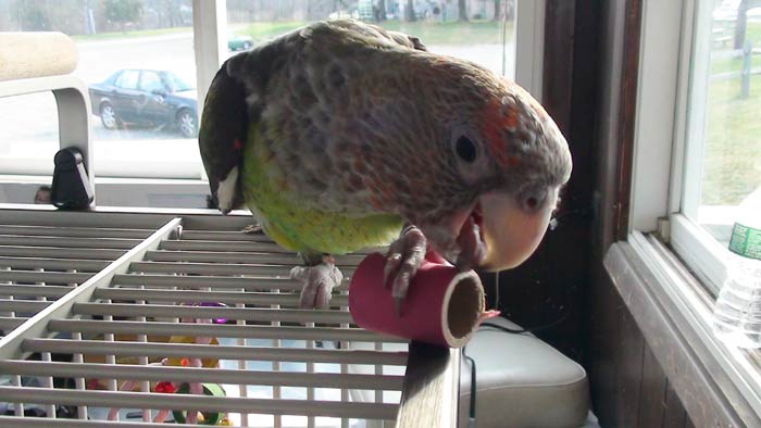 Parrot Playing on Travel Cage