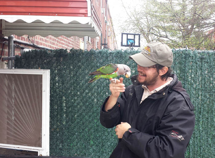 Trained Cape Parrot