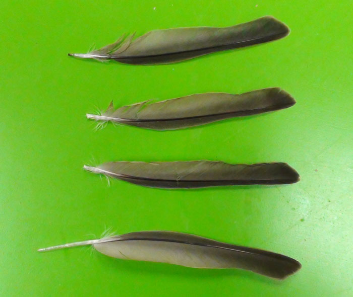 Broken Primary Feathers
