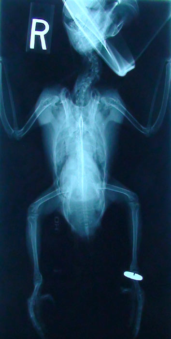 Cape Parrot Xray Bones Fracture