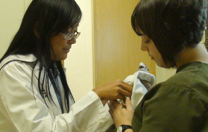 Cape Parrot Examined by Vet