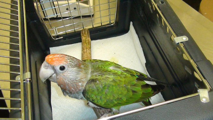 Parrot in Travel Carrier