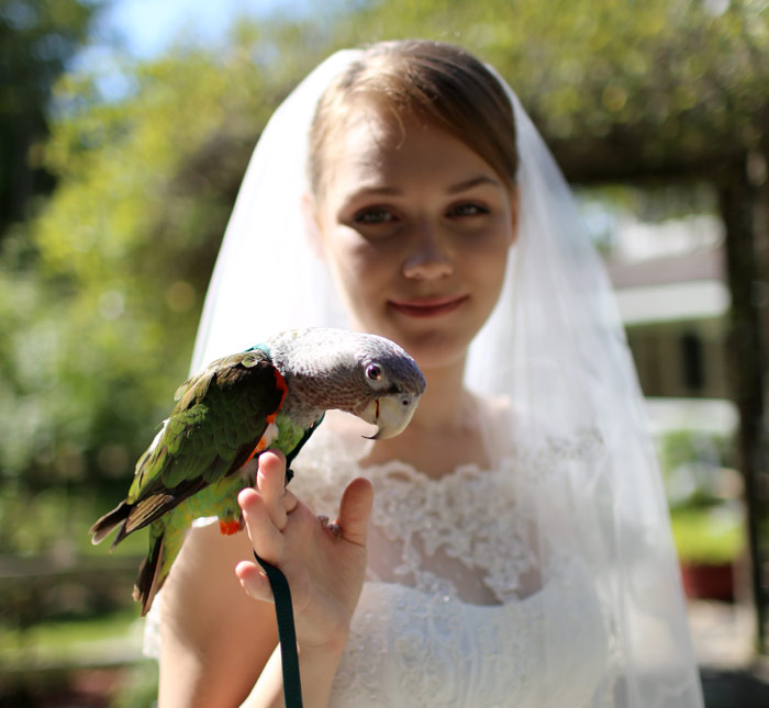 Trained Cape Parrot