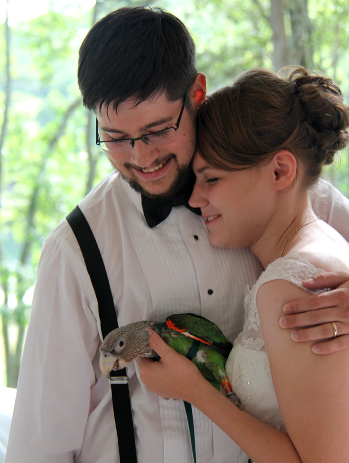 Cape Parrot at Wedding