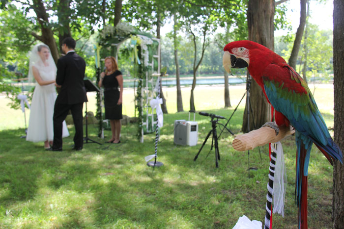 Macaw at Wedding Ceremony