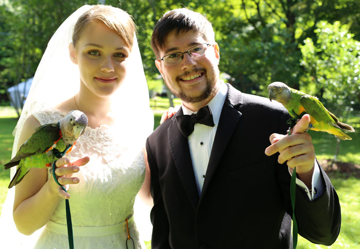 Wedding Parrots
