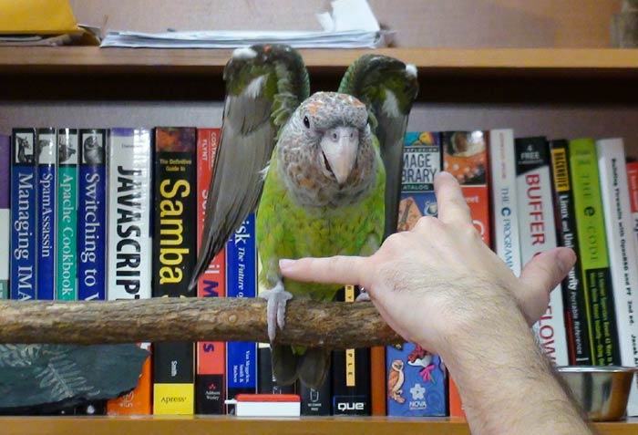 Trained Cape Parrot