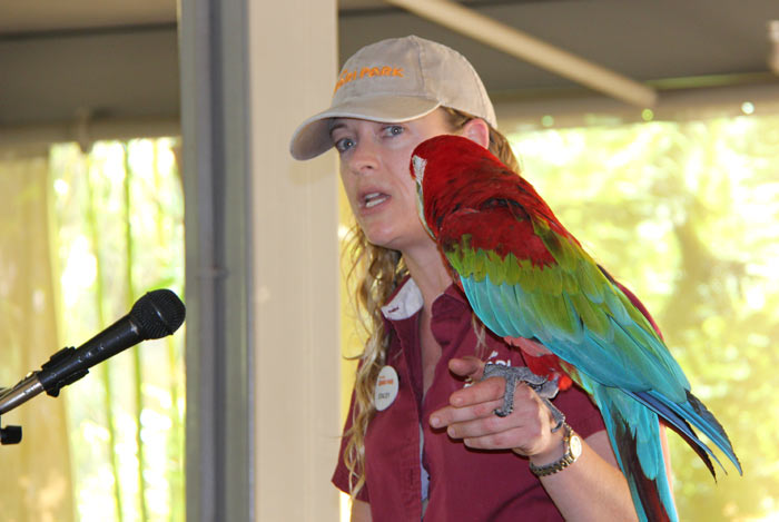 San Diego Zoo Macaw