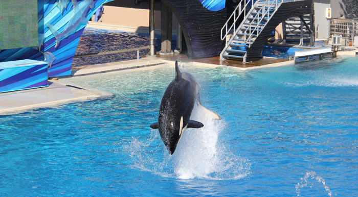 Sea World Orca Photo