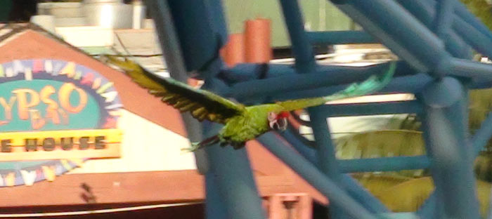 Outdoor Freeflight Military Macaw