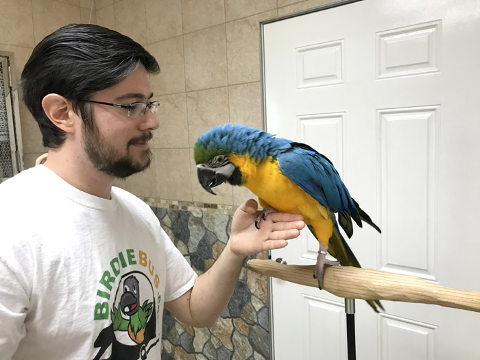 Trained Parrot - Blog Articles About Training Parrots Tricks